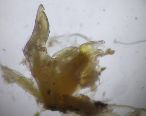 Réf. 271 143 : Cylindroiulus caeruleocinctus